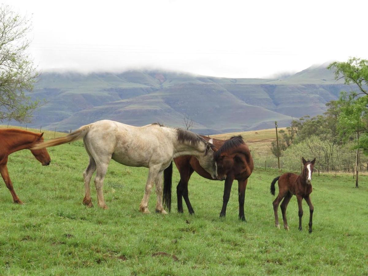 Fairbairn Guest Farm Farm stay