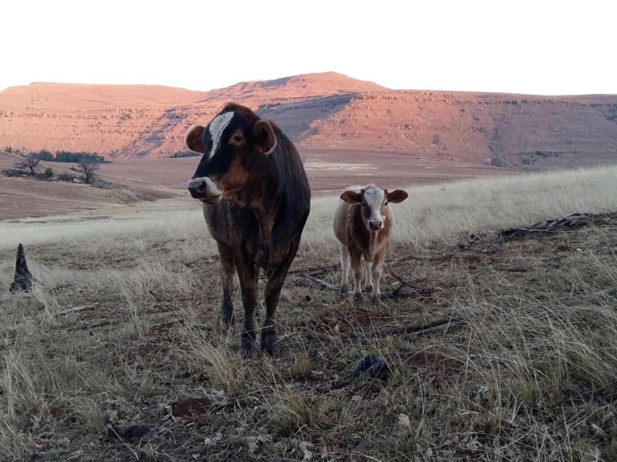 Fairbairn Guest Farm Farm stay